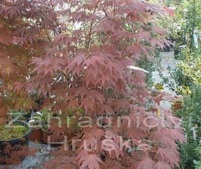 javor - Acer palmatum 'Atropurpureum'...