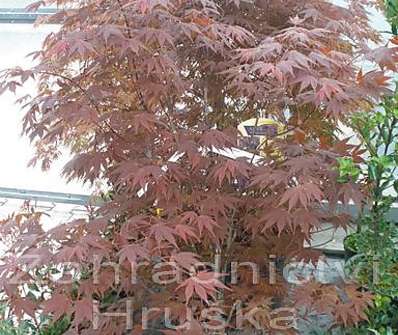 javor - Acer palmatum 'Atropurpureum'...