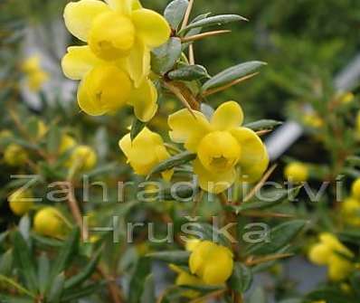 dřišťál - Berberis frikartii 'Amstelveen'