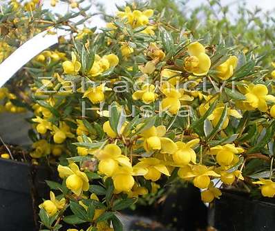 dřišťál - Berberis frikartii 'Amstelveen'