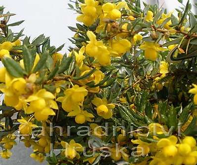 dřišťál - Berberis frikartii 'Amstelveen'