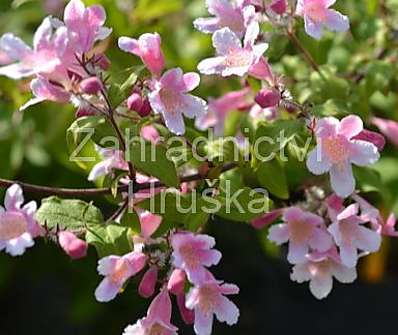 kolkvície - Kolkwitzia amabilis 'Pink Cloud'
