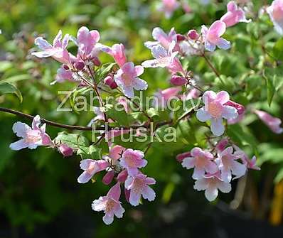 kolkvície - Kolkwitzia amabilis 'Pink Cloud'