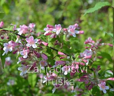 kolkvície - Kolkwitzia amabilis 'Pink Cloud'