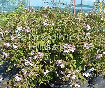 kolkvície - Kolkwitzia amabilis 'Pink Cloud'