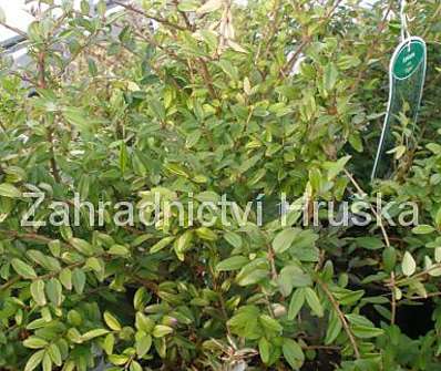zimolez - Lonicera nitida 'Elegant'