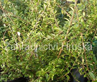 zimolez - Lonicera nitida 'Elegant'