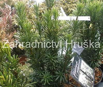 hlavotis - Cephalotaxus harr. 'Fastigiata'