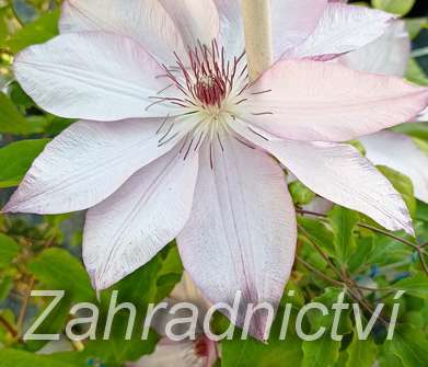 plamének - Clematis 'Omoshiro'