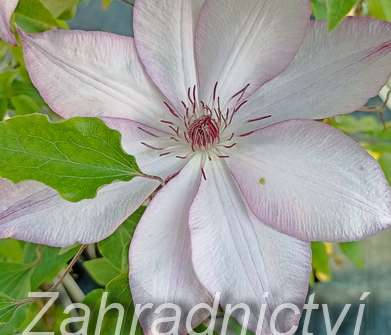 plamének - Clematis 'Omoshiro'