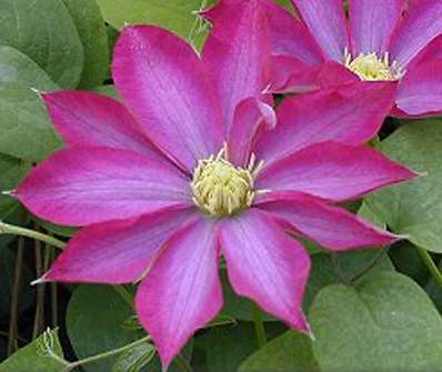 plamének - Clematis 'Kakio' (Pink Champagne)