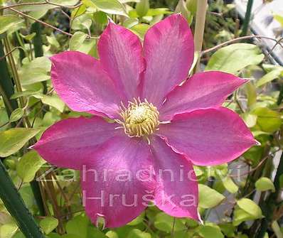 plamének - Clematis 'Kakio' (Pink Champagne)