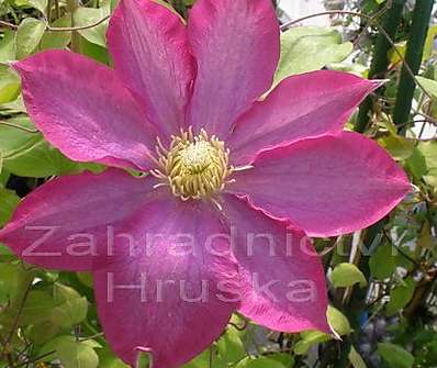 plamének - Clematis 'Kakio' (Pink Champagne)