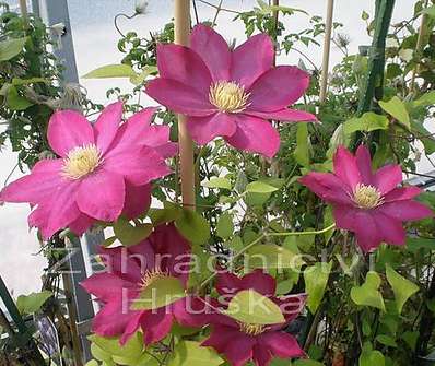 plamének - Clematis 'Kakio' (Pink Champagne)