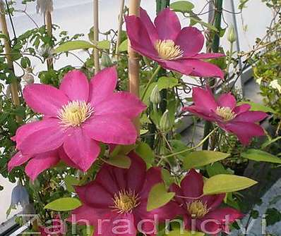plamének - Clematis 'Kakio' (Pink Champagne)