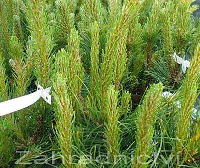 borovice - Pinus mugo 'Mughus'.