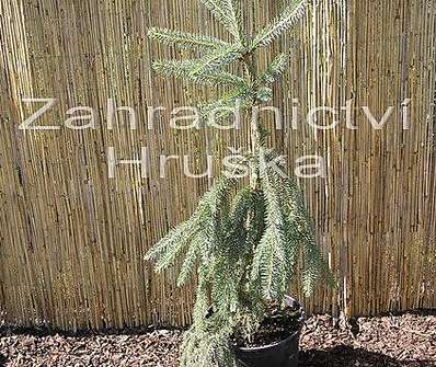 smrk - Picea abies 'Inversa Pendula'