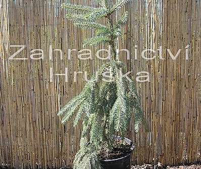 smrk - Picea abies 'Inversa Pendula'