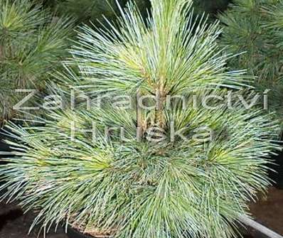 borovice - Pinus schwerinii 'Wiethorst'