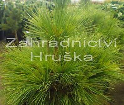 borovice - Pinus schwerinii 'Wiethorst'
