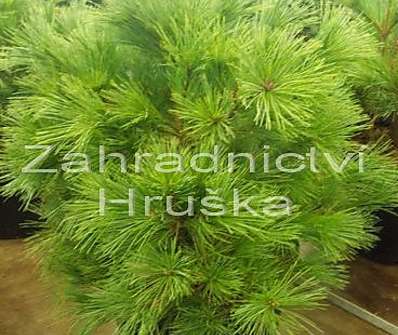 borovice - Pinus strobus 'Bergman's Mini'