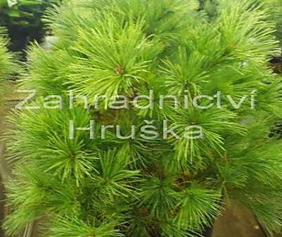 borovice - Pinus strobus 'Bergman's Mini'