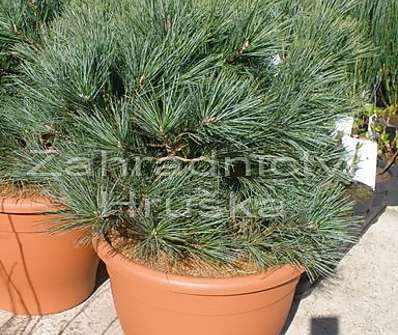 borovice - Pinus strobus 'Bergman's Mini'