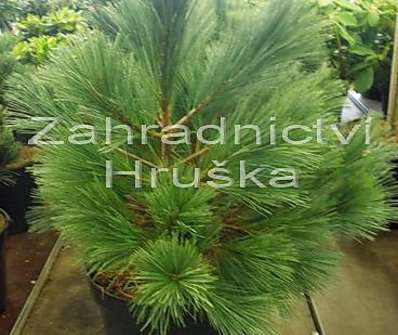 borovice - Pinus strobus 'Macopin'