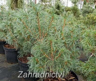 borovice - Pinus strobus 'Tiny Curls'