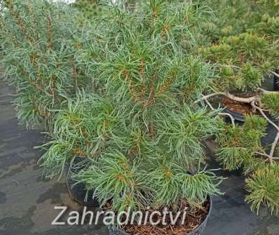 borovice - Pinus strobus 'Tiny Curls'
