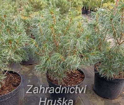 borovice - Pinus strobus 'Tiny Curls'