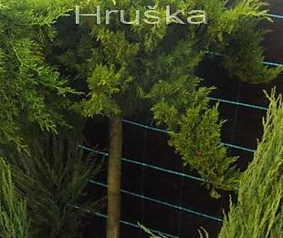 jalovec - Juniperus sabina 'Tamariscifolia'.