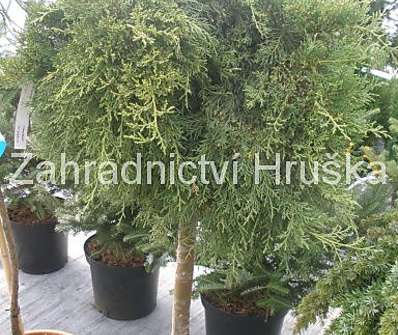 jalovec - Juniperus sabina 'Tamariscifolia'.