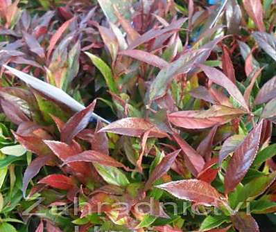 Leucothoe keiskei 'Royal Ruby'