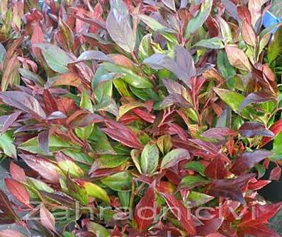 Leucothoe keiskei 'Royal Ruby'