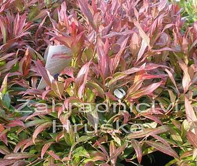 Leucothoe keiskei 'Royal Ruby'