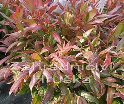 Leucothoe keiskei 'Royal Ruby'