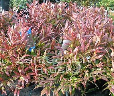 Leucothoe keiskei 'Royal Ruby'