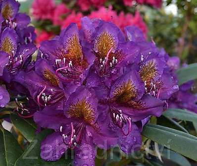 Rhododendron 'Marcel Menard'