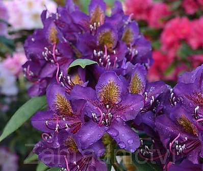 Rhododendron 'Marcel Menard'