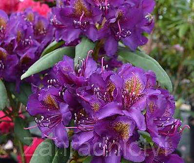 Rhododendron 'Marcel Menard'