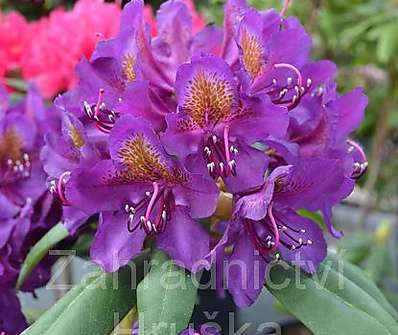 Rhododendron 'Marcel Menard'