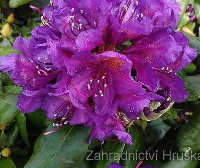 Rhododendron 'Marcel Menard'