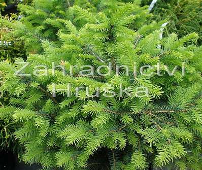 smrk - Picea omorika 'Karel'.