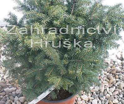 smrk - Picea omorika 'Karel'.