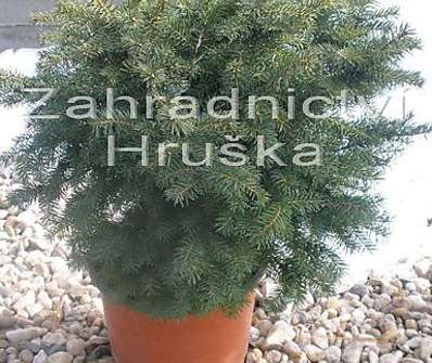 smrk - Picea omorika 'Karel'.