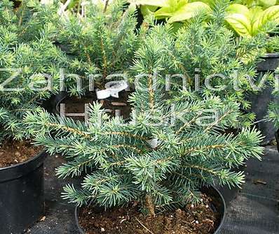 smrk - Picea omorika 'Karel'.