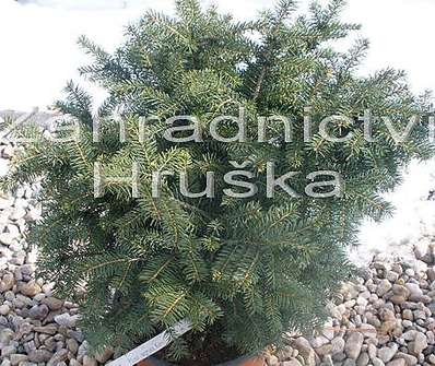 smrk - Picea omorika 'Karel'.