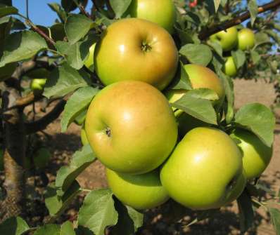 Jabloň Goldstar