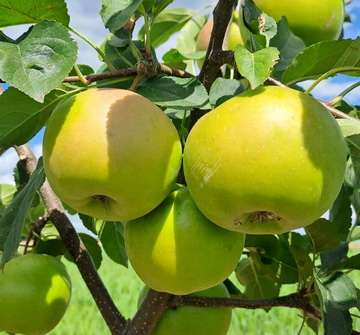 Jabloň Goldstar